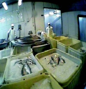 industria salmon (1)  ALIMENTOS MERCADO